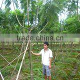 Jacaranda Acutifolia Blue Flower Tree thumbnail-2