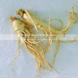 Ginseng, Raw Panax, Panax Ginseng, Ginseng Root