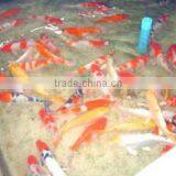 Koi Fish From Thailand thumbnail-2