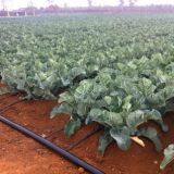 Drip Irrigation thumbnail-1