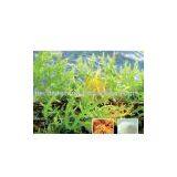 Semi-refined Carrageenan thumbnail-1