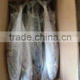 Frozen Spanish Mackerel 2/3kg