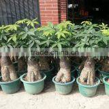 Cheap Flowers and Plants Money Tree Bonsai for Shopping Mall Decoration thumbnail-3