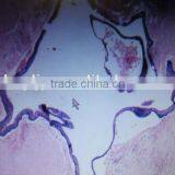 Human Oral Histology Pathology Prepared Slides Set thumbnail-2