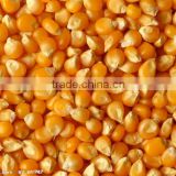 NOG-GMO organic yellow maize/corn