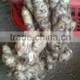 Best Fresh Ginger, Viet Nam Ginger 2015 thumbnail-1