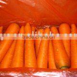 Fresh Carrot thumbnail-1