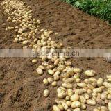 2015 NEW CROP OF FRESH POTATO Yelllow Holland Type thumbnail-1