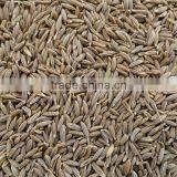 High Quality Cumin Seed thumbnail-4