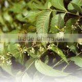 Neem Oil Pure thumbnail-1