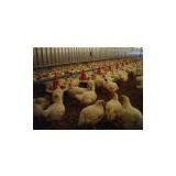 United Arab Emirates Automatic Feeding System thumbnail-1