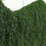 Ecological Mesh & Climber Trellis Mesh thumbnail-5