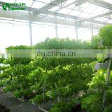 Hydroponic Lettuce Gutter Systems thumbnail-6