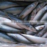 Frozen Pacific Mackerel Whole Round (Scomber Japonicus)