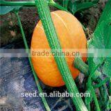 Orange Sun Chinese Orange Bush Type Pumpkin Seeds