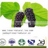 High quality and lowest price 100% natrual Mulberry Powder