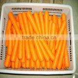 wholesale baby carrots