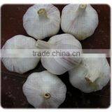Shandong Natural Good Quality And Low Price Fresh Garlic thumbnail-4