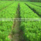 Pinus Massoniana Seedling thumbnail-3