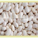 White Kydney bean from Vietnam with competitive price