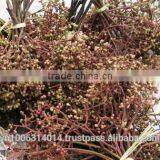 Zanthoxylum Rhetsa/Mac Khen thumbnail-2