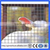 Cheap 1/2 inch square hole galvanized welded wire mesh in roll for rabbit cage (Guangzhou factory)