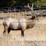 Yellowstone National Park Photo Frame thumbnail-2