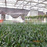 Green House For Agriculture Ventilation thumbnail-5