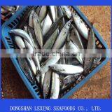 Whole Round Pacific Mackerel On Sale
