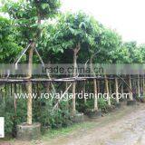 Lagerstroemia Speciosa Tropical Tree Dia 6-20cm,high 3-4m