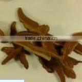 Ganodorma Lucidum thumbnail-1