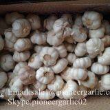 New Crop Natural Fresh Jinxiang Shandong White Garlic