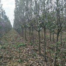 Prices of 3cm, 4cm, and 5cm Malus Micromalus, Price Quotation From the Place of Origin, High Survival Rate thumbnail-1