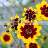 Sanvitalia ,Coreopsis , Flower Seeds , Herb Seed,vegetalbe Seed,fruit Seed,grass Seed thumbnail-6