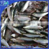 New catching frozen sardines in fish for market