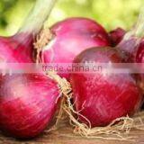 Onion Farming thumbnail-1