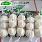 white garlic 4.5 cm from China