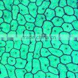 18pcs Indonesia Biological Microscope Educational Prepared Slides