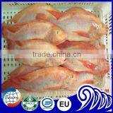 Frozen Black Tilapia Size 500-800 thumbnail-5