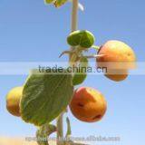 Honey From India / Mustard Honey / Ber Honey / Multi Flora Honey thumbnail-5