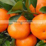 Fresh Mandarin Orange Type Tangerine Oranges in Bangladesh thumbnail-1