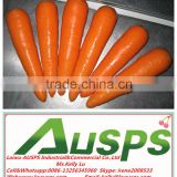 China 2014 crop fresh carrot
