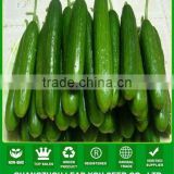 MCU18 Longfu Parthenocarpy cucumber seeds, 19-21cm short fruit kind cucumber seeds for planting