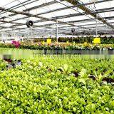 PC Board Covering Large Greenhouse With High Light Transmission thumbnail-3
