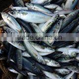 Most Popular Whole Round Sea Frozen Mackeral thumbnail-1