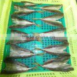 High Quality Cooking Horse Mackerel Whole Round thumbnail-1