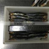 New Landing Fresh Frozen Anchovy for Fish Meal thumbnail-3