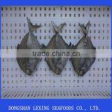 Frozen Black Pomfret Fish