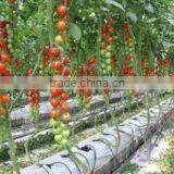 2017 Good Quality Hydroponic Tomato Greenhouse thumbnail-1