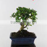 Carmona 15cm Ball thumbnail-1